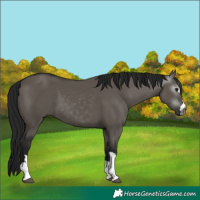 Horse Color:Unknown 