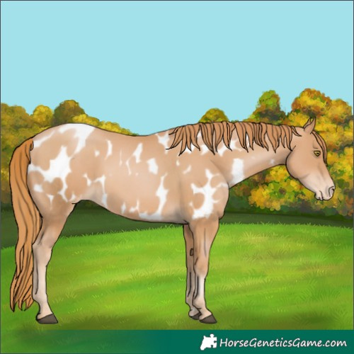 Horse Color:Chestnut Pearl Appaloosa 
