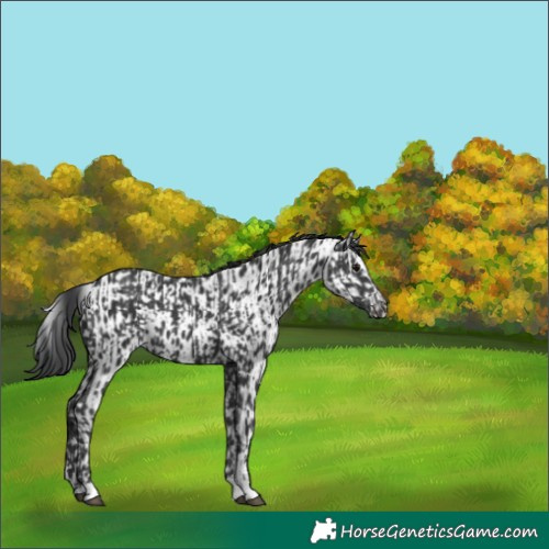 Horse Color:Black  and Black Appaloosa 