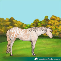 Horse Color:Bay Pearl Appaloosa