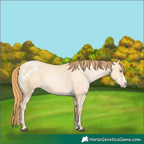 Horse Color:Red Dun Pearl Splash Appaloosa 