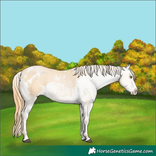 Horse Color:Red Dun Pearl Splash Blanket 