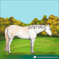 Horse Color:Red Dun Pearl Splash Blanket 