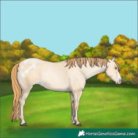 Horse Color:Red Dun Pearl Splash Appaloosa