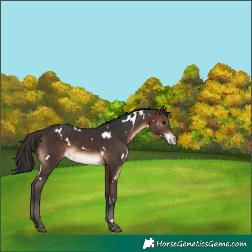 Horse Color:White Spotted Brown Appaloosa 