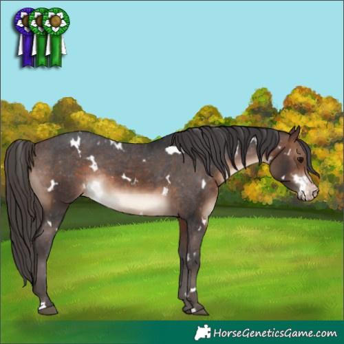 Horse Color:White Spotted Brown Appaloosa 