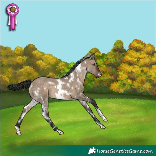 Horse Color:White Spotted Brown Dun 