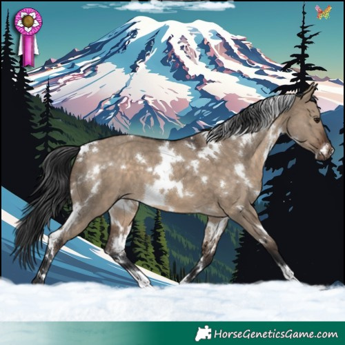 Horse Color:White Spotted Brown Dun 