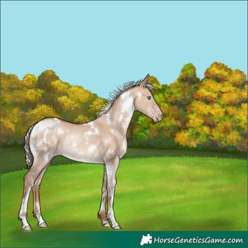 Horse Color:White Spotted Silver Sable Champagne Dun Rabicano