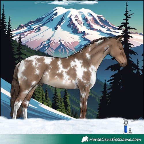 Horse Color:White Spotted Liver Red Dun 