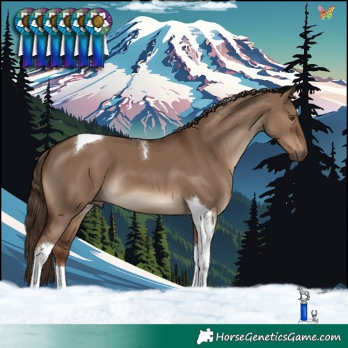 Horse Color:Liver Red Dun Tobiano 