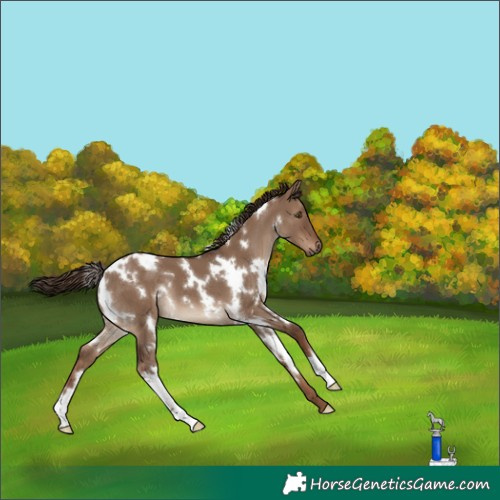 Horse Color:White Spotted Liver Red Dun 