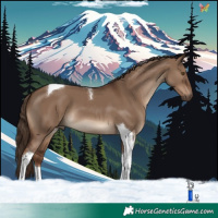 Horse Color:Liver Red Dun Tobiano 
