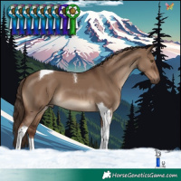 Horse Color:Liver Red Dun Tobiano