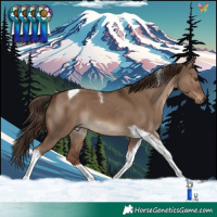 Horse Color:Liver Red Dun Tobiano 