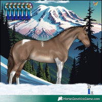 Horse Color:Liver Red Dun Tobiano 