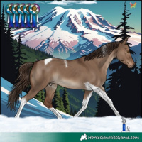 Horse Color:Liver Red Dun Tobiano 
