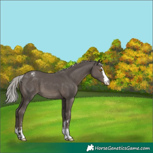 Horse Color:Silver Black Appaloosa 