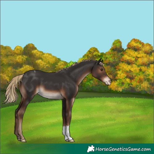 Horse Color:Liver Chestnut Appaloosa 