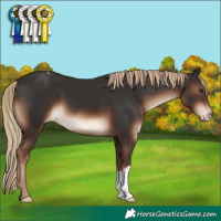 Horse Color:Liver Chestnut Appaloosa