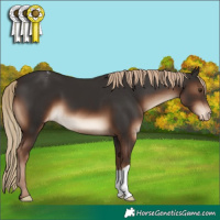 Horse Color:Liver Chestnut Appaloosa 