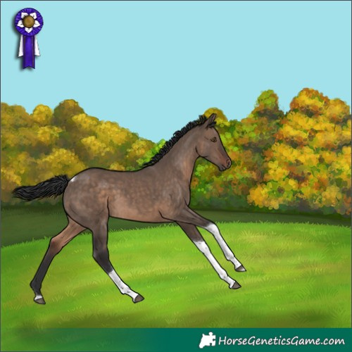 Horse Color:Brown Dun Tobiano