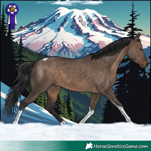 Horse Color:Brown Dun Tobiano 