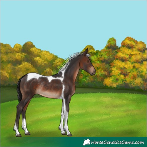 Horse Color:Brown Tobiano Rabicano 