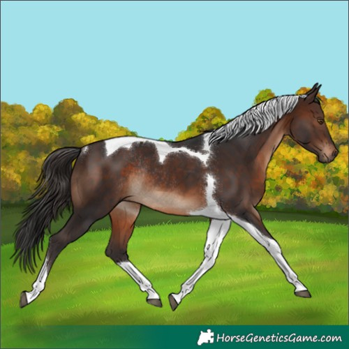 Horse Color:Brown Tobiano Rabicano 