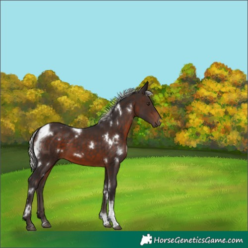 Horse Color:White Spotted Silver Brown Tobiano 