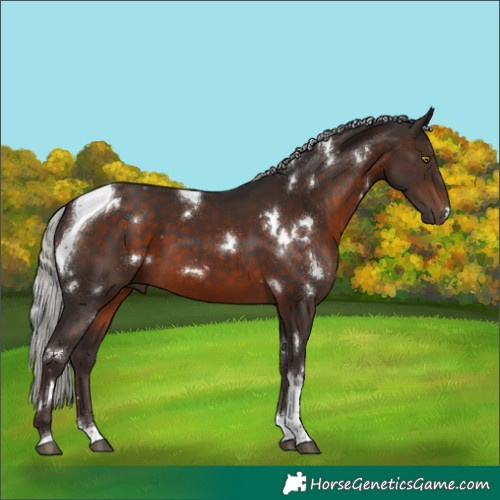 Horse Color:White Spotted Silver Brown Tobiano 