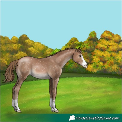 Horse Color:Black Pearl Appaloosa