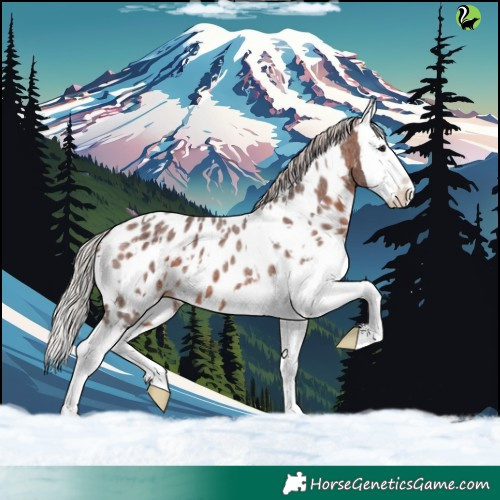 Horse Color:White Spotted Silver Brown Roan Splash Appaloosa 