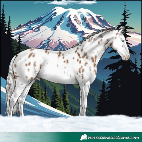 Horse Color:White Spotted Silver Brown Dun Splash Appaloosa 
