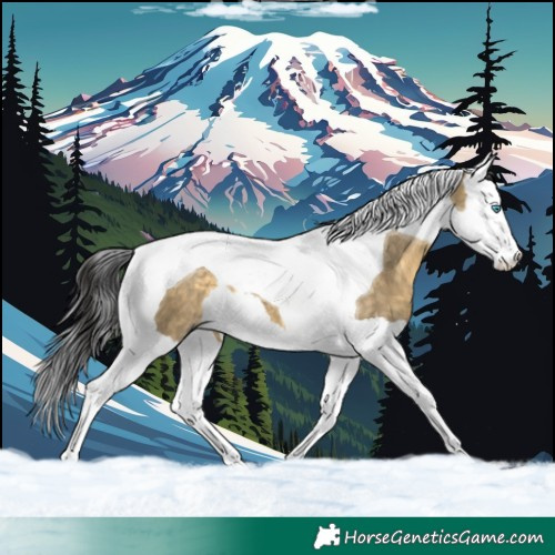 Horse Color:Buckskin Dun Splash Tobiano 