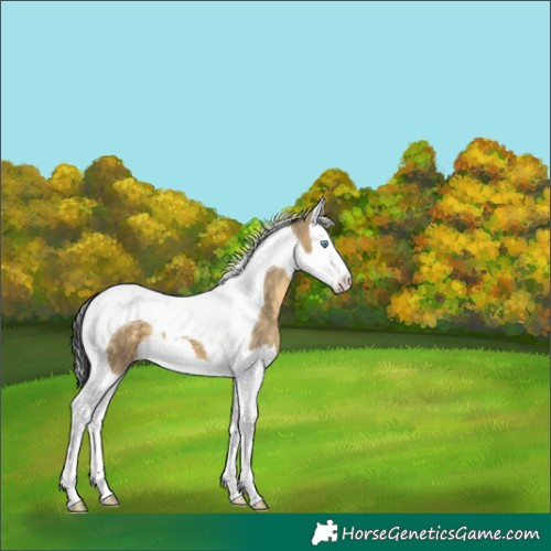 Horse Color:Buckskin Dun Splash Tobiano 