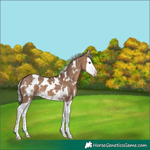 Horse Color:White Spotted Silver Brown Dun Splash