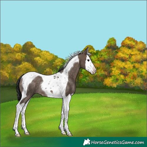 Horse Color:Brown Dun Splash Tobiano Rabicano 