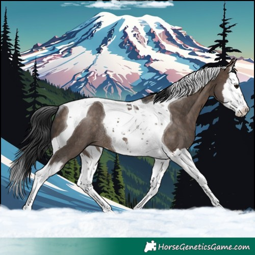 Horse Color:Brown Dun Splash Tobiano Rabicano 