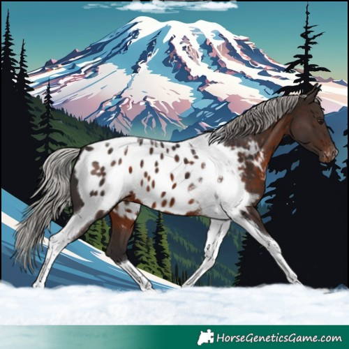 Horse Color:Silver Brown Tobiano Near Leopard 