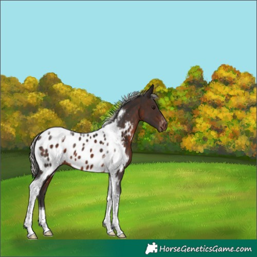 Horse Color:Silver Brown Tobiano Appaloosa 
