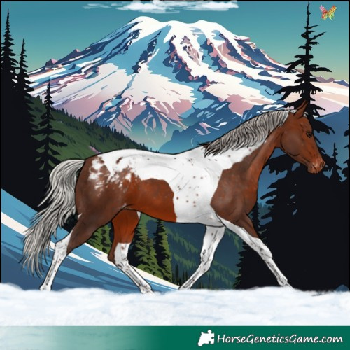 Horse Color:Silver Brown Tobiano Blanket 