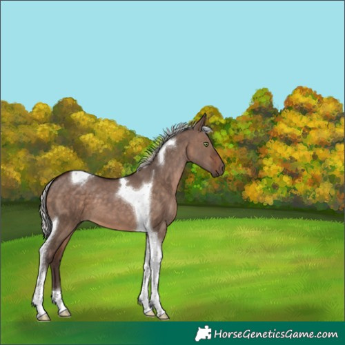 Horse Color:Silver Brown Dun Tobiano