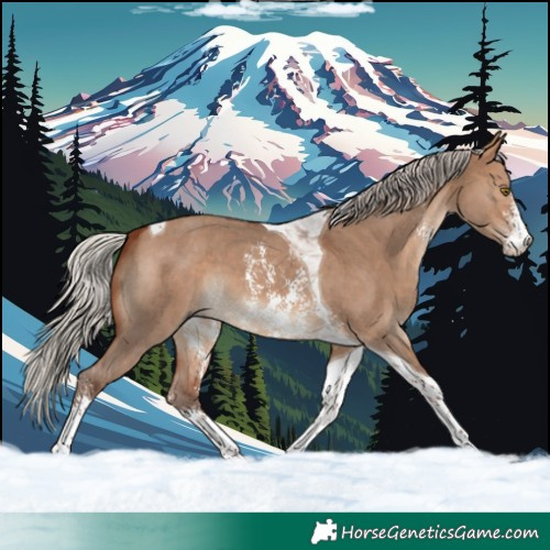Horse Color:Silver Brown Dun Sabino Tobiano 