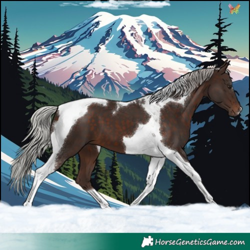 Horse Color:Silver Brown Tobiano 