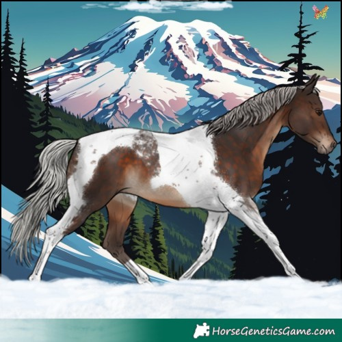 Horse Color:Silver Brown Tobiano