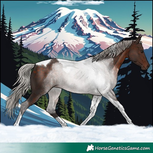Horse Color:Silver Brown Tobiano 