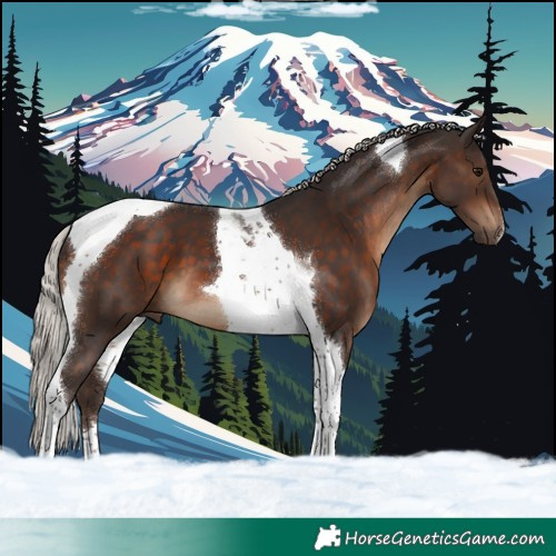 Horse Color:Silver Brown Tobiano 