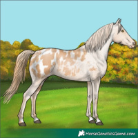 Horse Color:Chestnut Pearl Blanket 