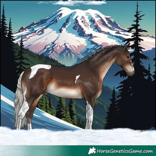 Horse Color:Silver Brown Tobiano 
